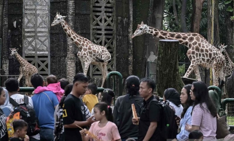 Ragunan Hadirkan Wisata Malam ‘Night at the Zoo´, Sensasi Baru Akhir Pekan