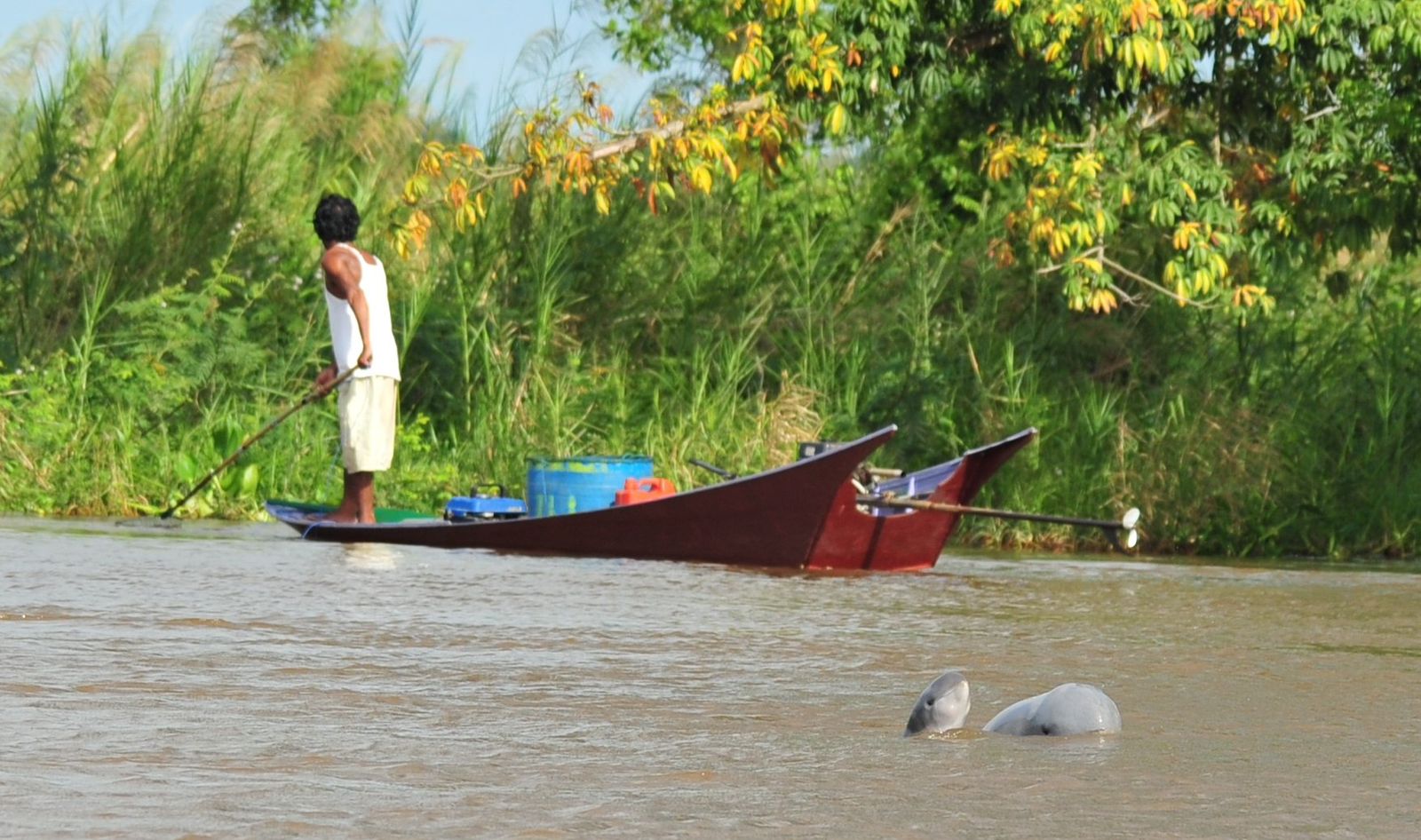 Populasi Pesut Mahakam Kritis, Menteri Hanif Siapkan Langkah Hukum