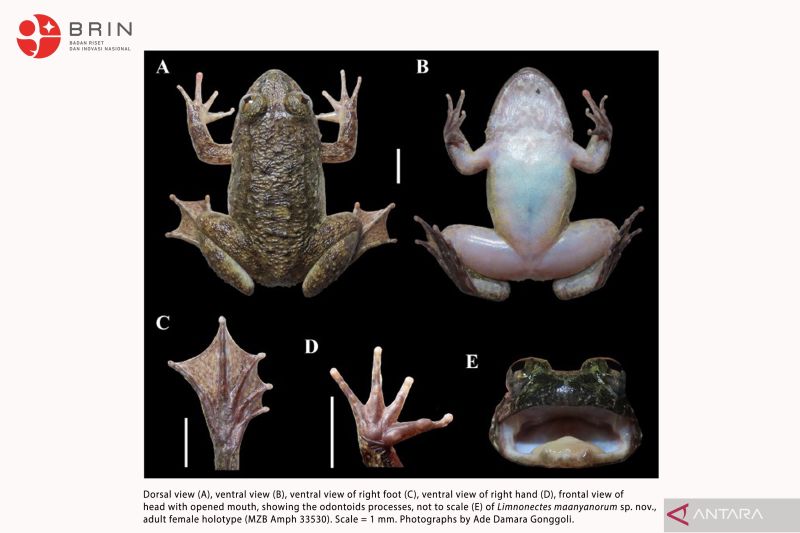 BRIN Temukan Dua Spesies Katak Baru di Pegunungan Meratus Kalimatan