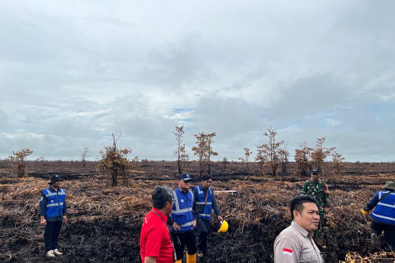 KLH Segel Lahan Terbakar Seluas 200 Hektare di Kalbar