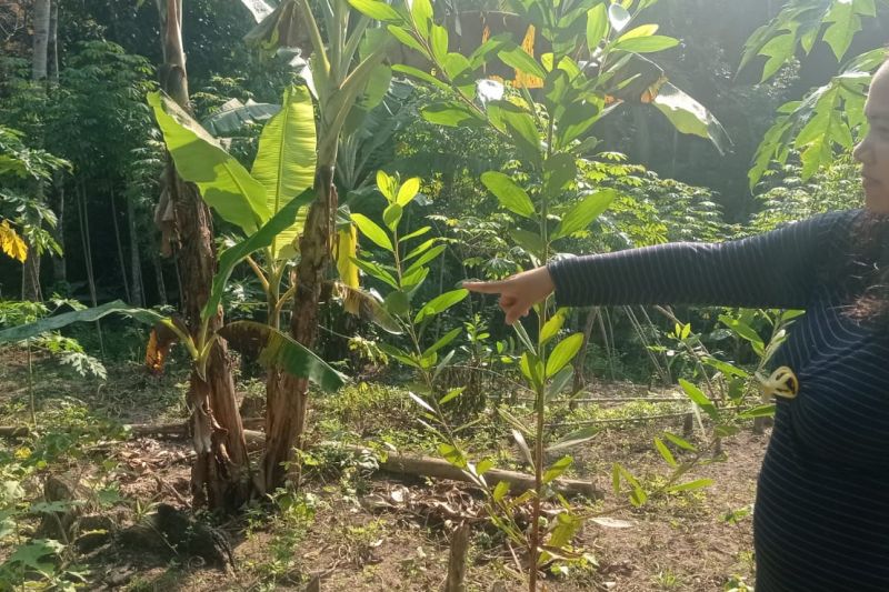 Serangan Babi Hutan Bikin Petani di Lebak Gagal Panen