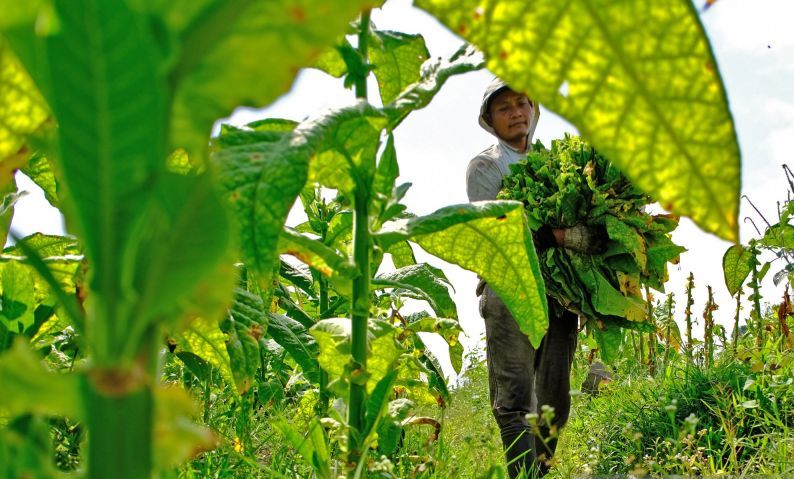 APPTN Harapkan Kenaikan Tarif CHT Ditunda Selama Tiga Tahun